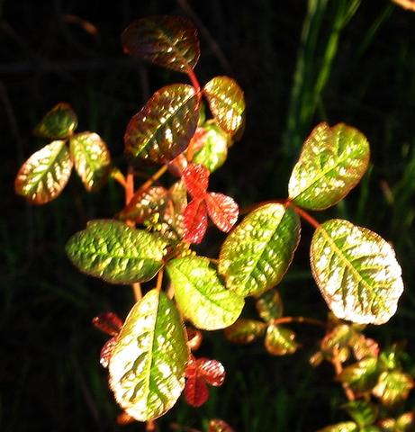 Toxicodendron diversilobum (Latin for 