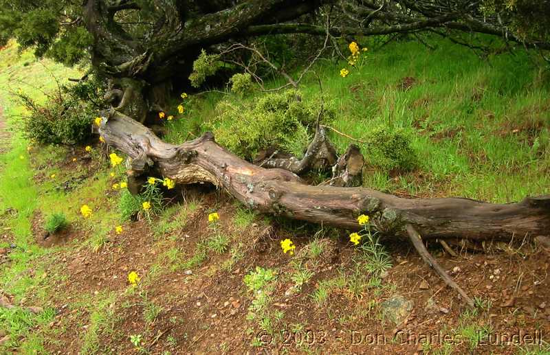 Near Juniper Campground