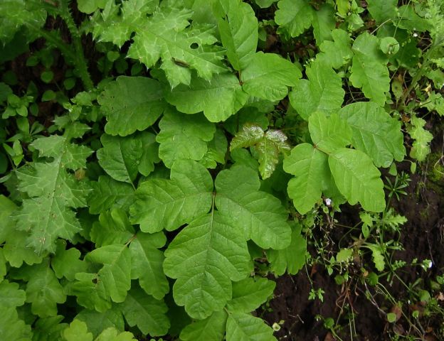 Poison oak there...