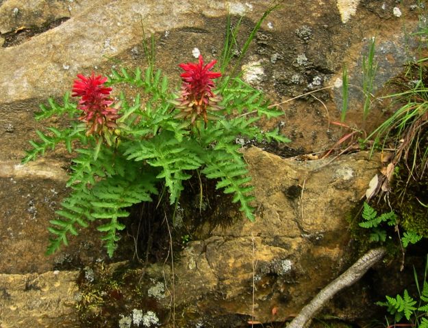 Growing out of the rocks