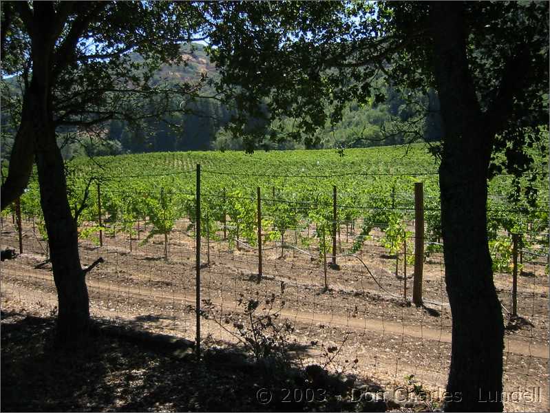 Sonoma vineyard