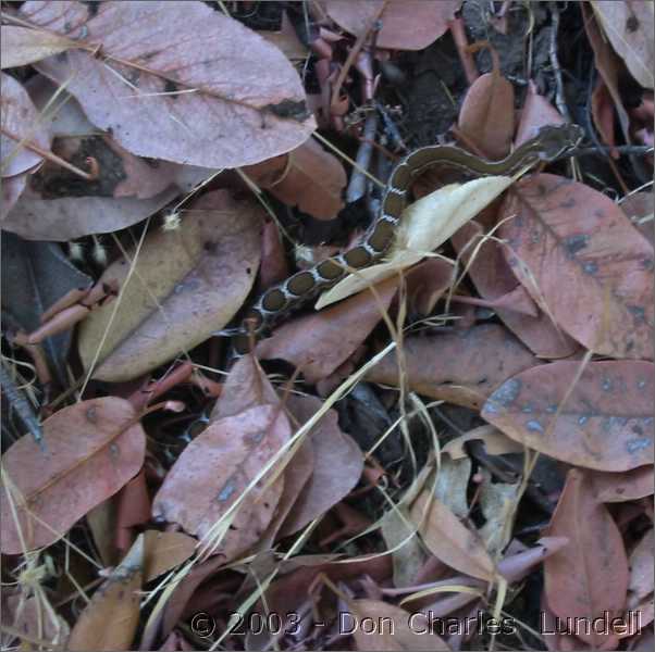 Baby rattlesnake