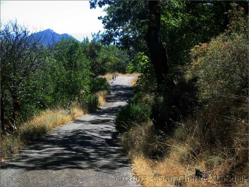 Deer on trail