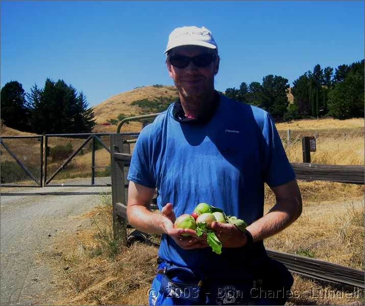 DC's freshly picked apples