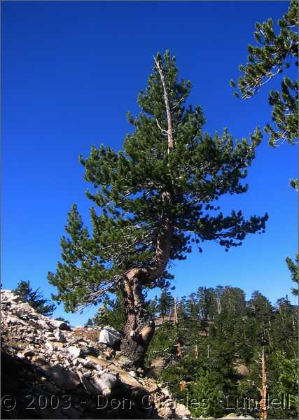 Limber pine