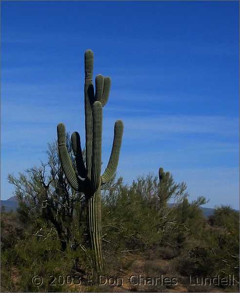 Yet another saguaro