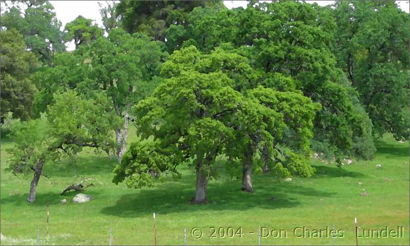 Oak trees