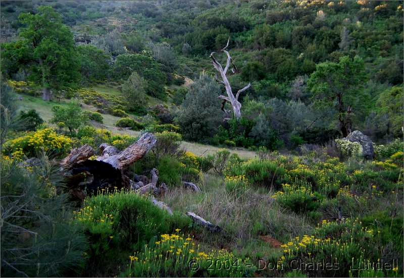 Flowers in the valley