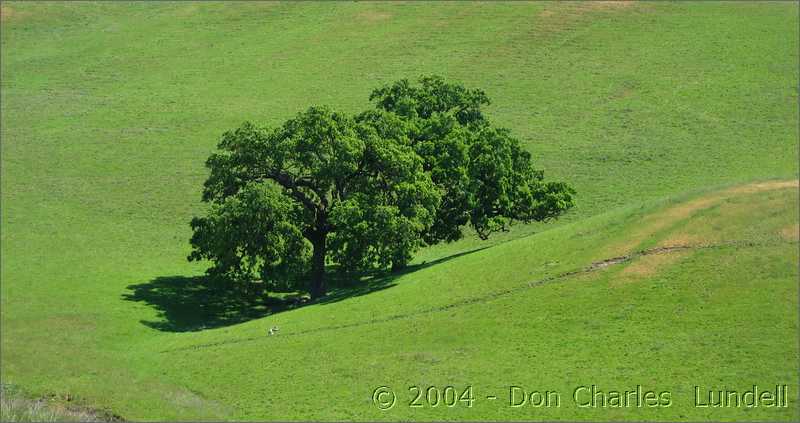 Majestic oak trees