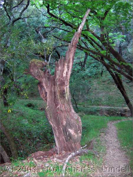 Wizard of Oz tree