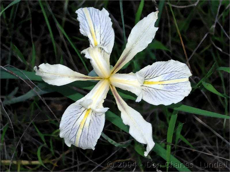 Wild Iris