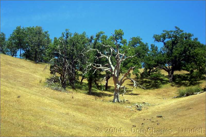 Bare ruined tree