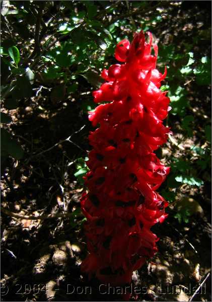 Sarcodes sanguinea (Snowplant)