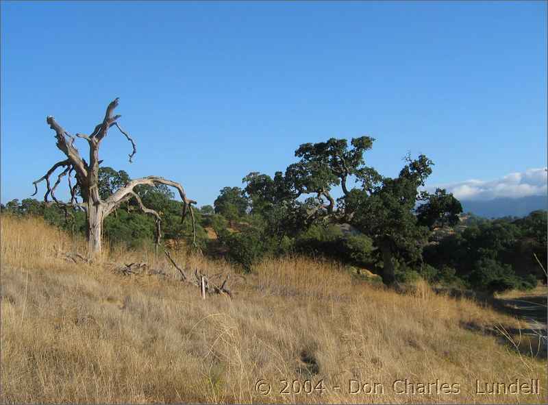 Barren tree