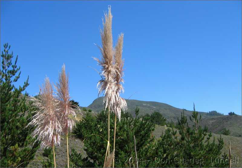 Pampas grass