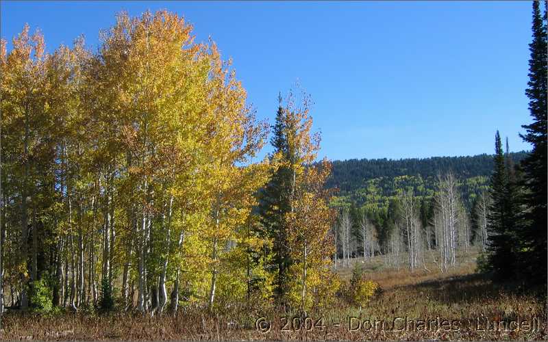 Colorful trees