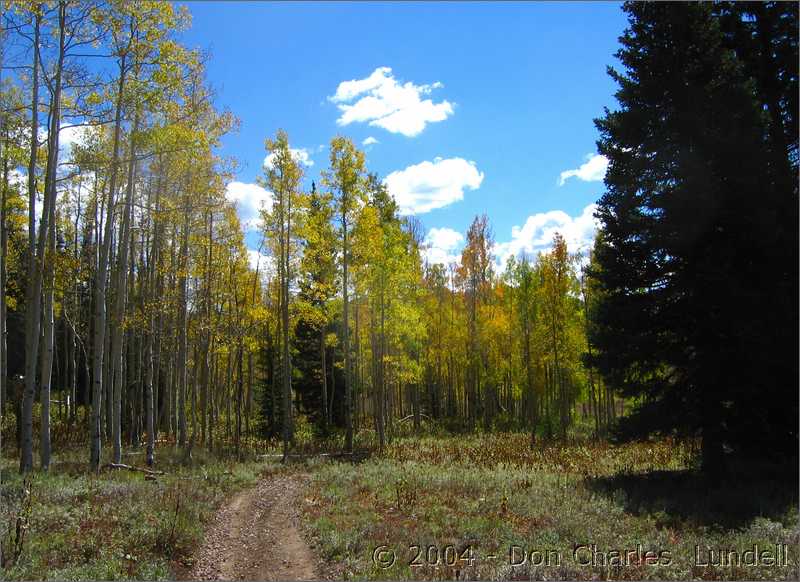 Aspen grove