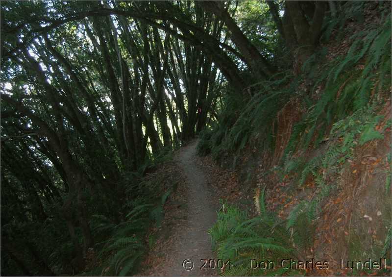 Through the ferns