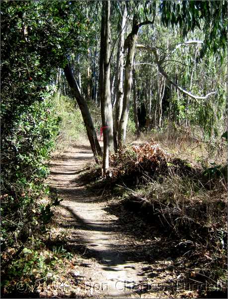 And the eucalyptus