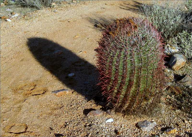 Barrel cactus