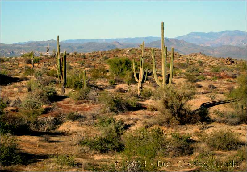 Cactus shadows