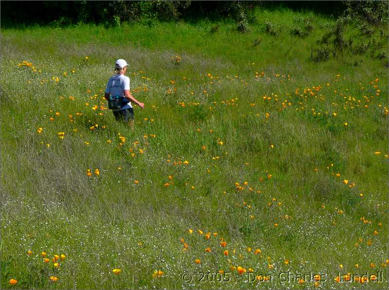 Poppies