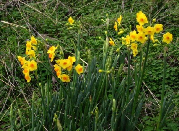 Daffodils (in December!)