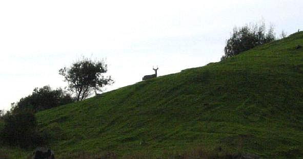 Deer Watching the Runners