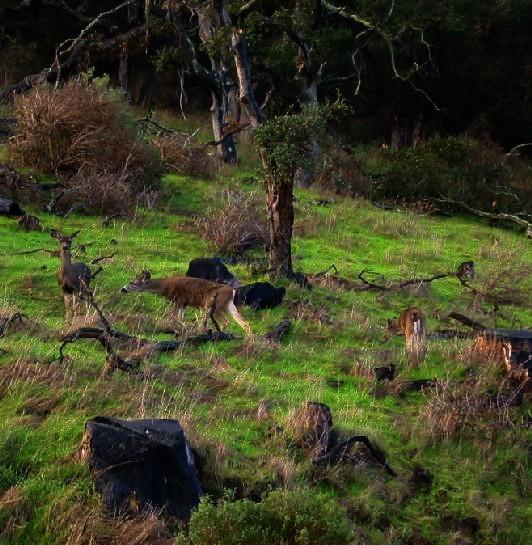 Curious Deer