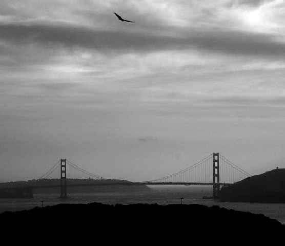 Soaring Over the Golden Gate