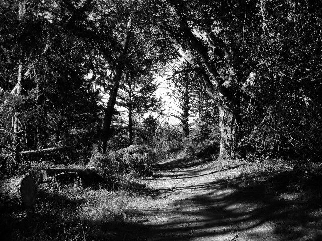 Winding through the woods