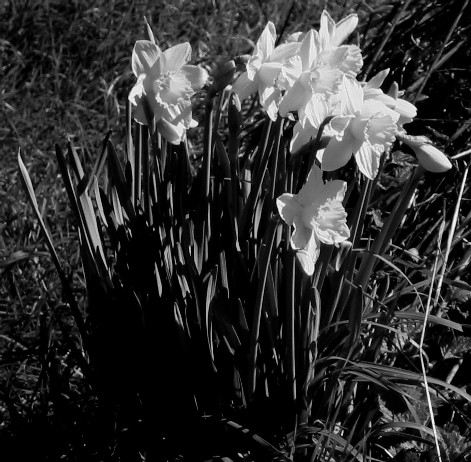 Early daffodils