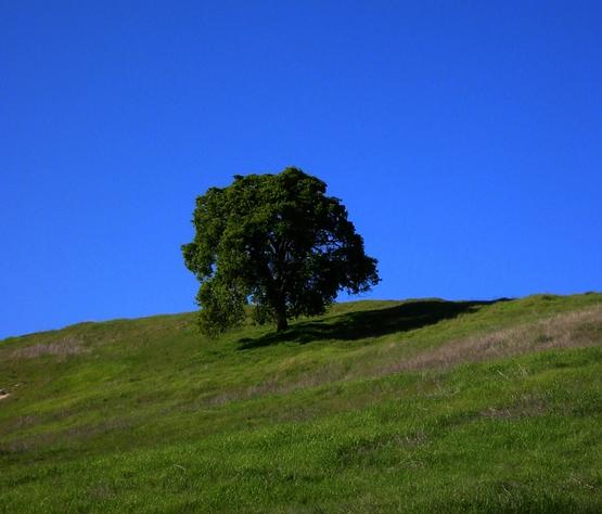 Solitary oak