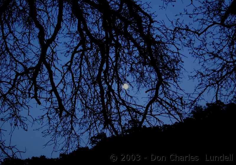 Full moon through the trees