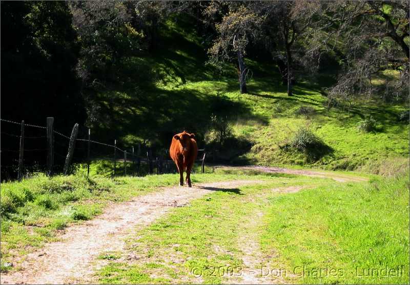 Ultra-runner cow