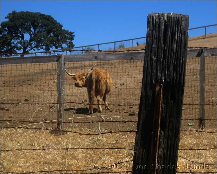 Curious Wooly Mammoth