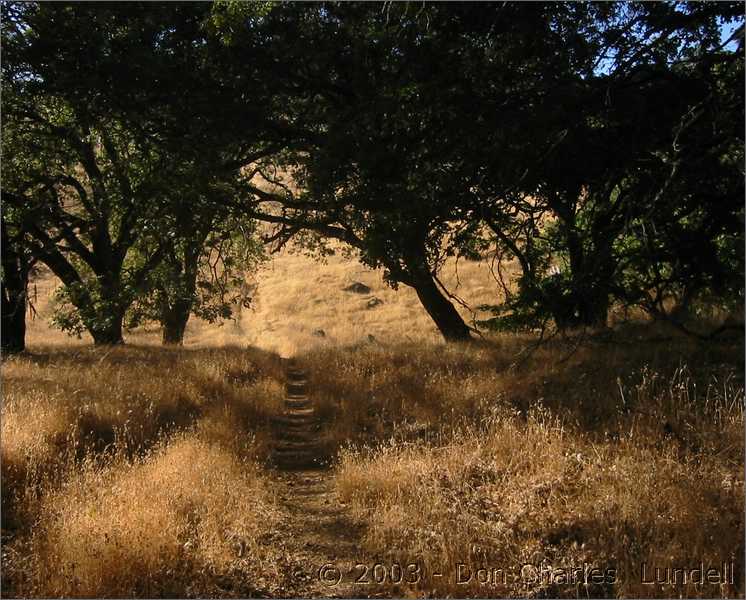 Up and through the oak trees