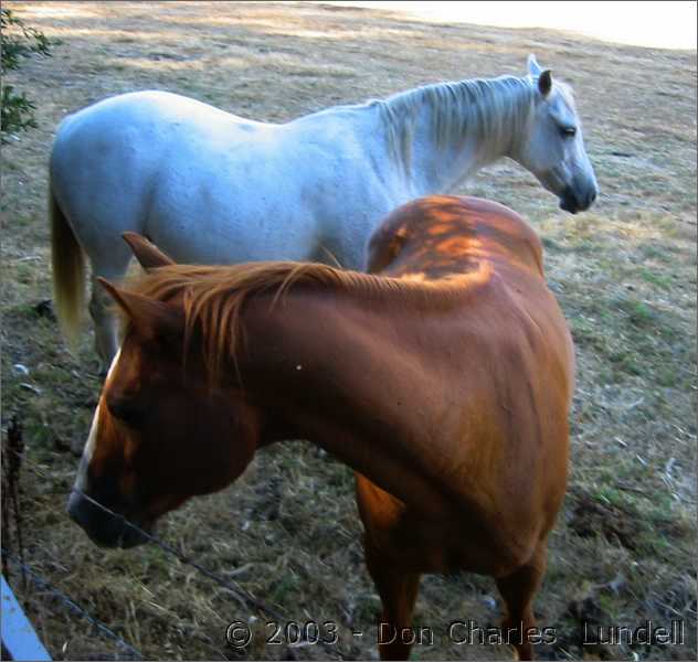 Horses along Alhambra Valley Road