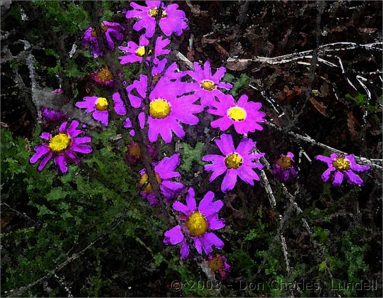 Ice plant