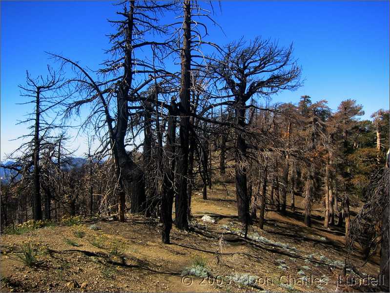 Burned out trees