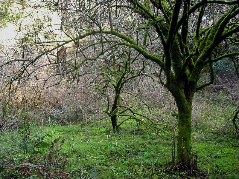 Moss-covered trees