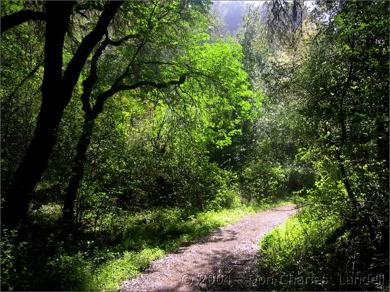 Through the trees