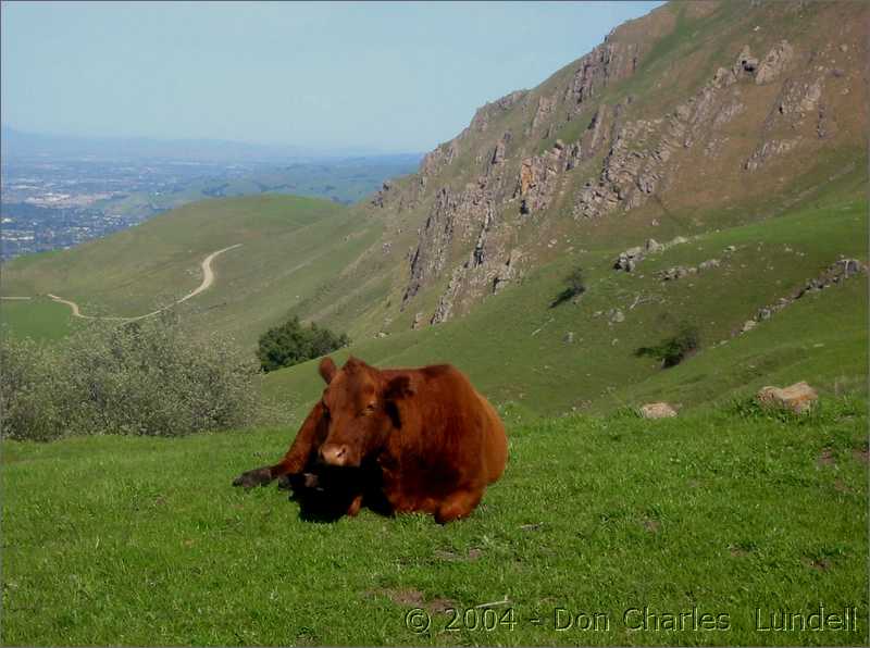 Cow guard