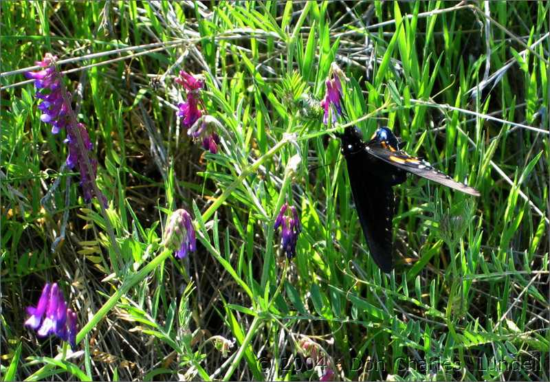 Butterfly and flowers