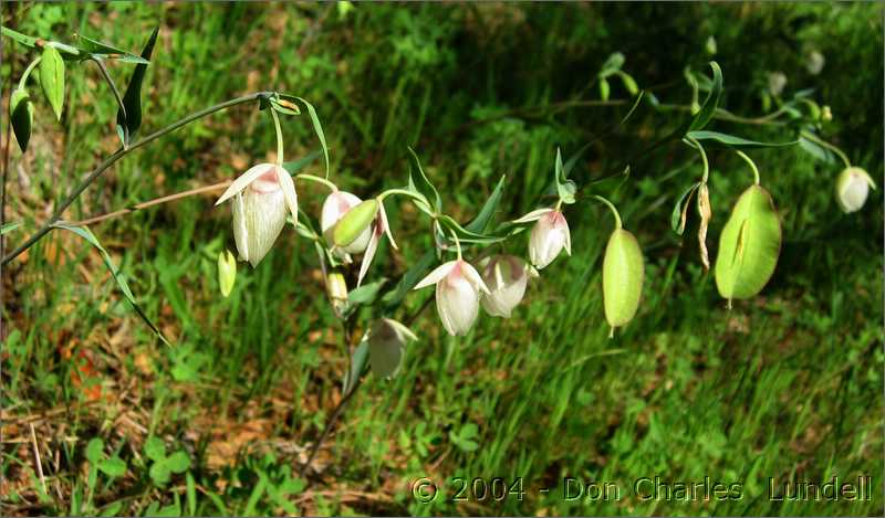 Globe lilies