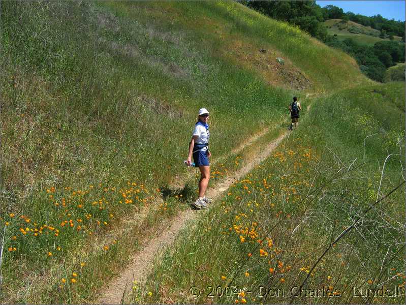 Trail side poppies