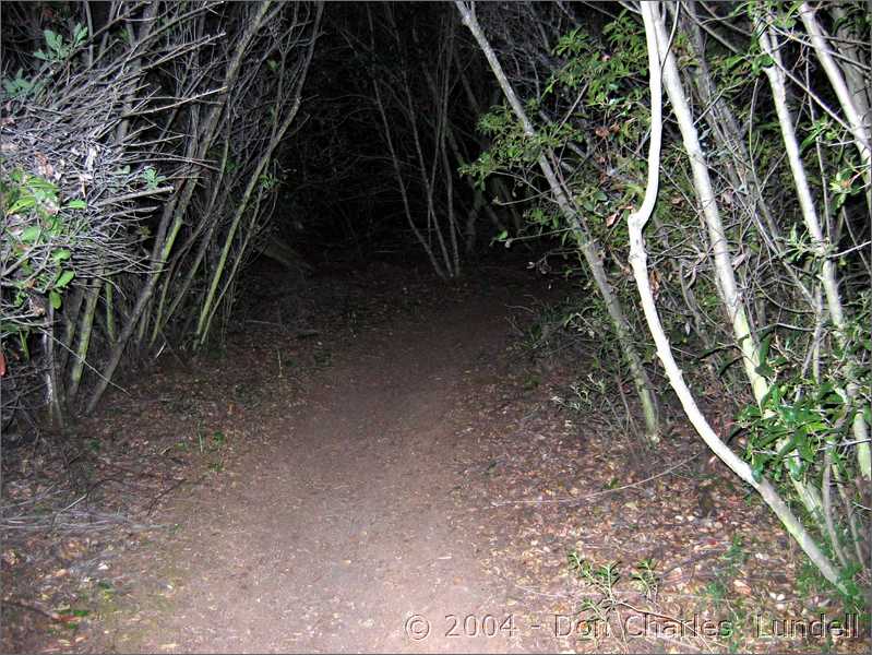 Nighttime canopy