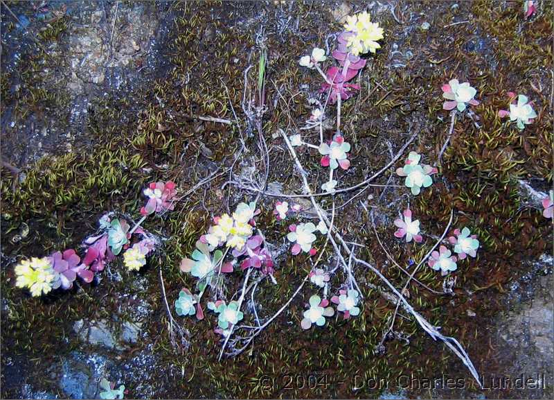 Growing out of the rocks