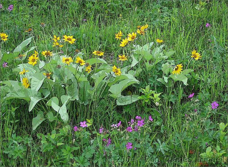 Wonderful wildflowers