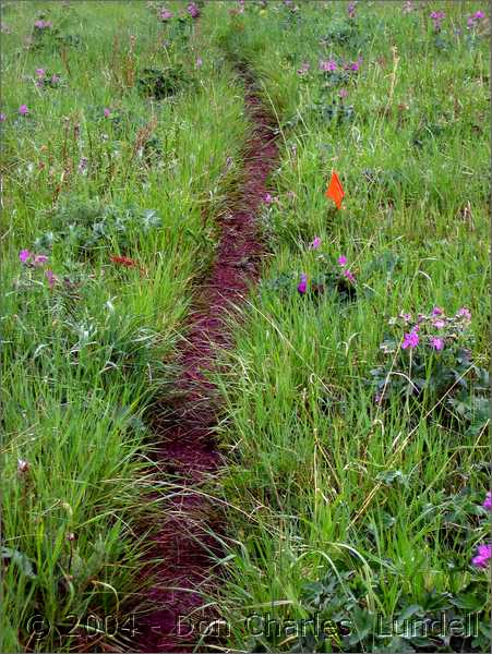 Trail markings